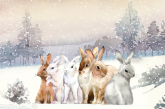 Wild rabbits in the winter snow